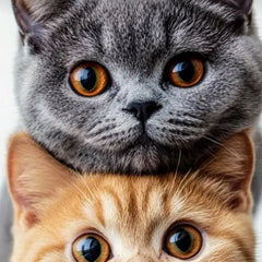 Allgemeine-Pflege Shopverse