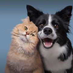 Interaktives-Spielzeug-Federangel-Laserpointer Shopverse